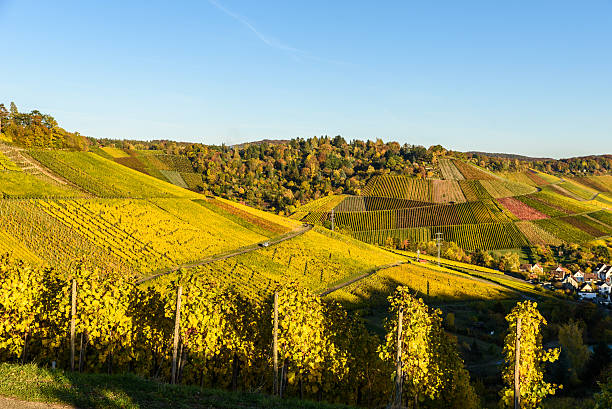 istock Vineyards at Stuttgart, Uhlbach at the Neckar Valley 620403972