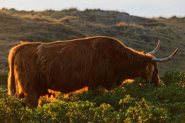 istock Highland catle along the Dutch coast 620405434