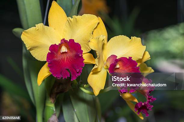 Hybrid Yellow With Red Cattleya Orchid Flower Stock Photo - Download Image  Now - Backgrounds, Beauty In Nature, Blossom - iStock