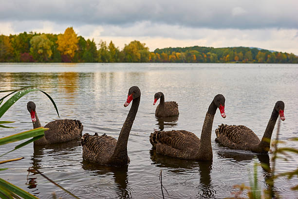 Black swan family