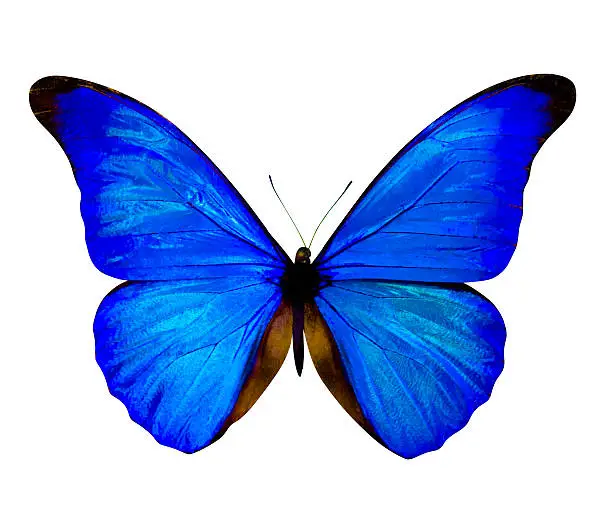 butterfly isolated on white. butterfly on white background. Morpho rhetenor