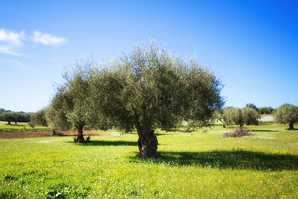 An olive tree branch whose fruits are about to ripen.