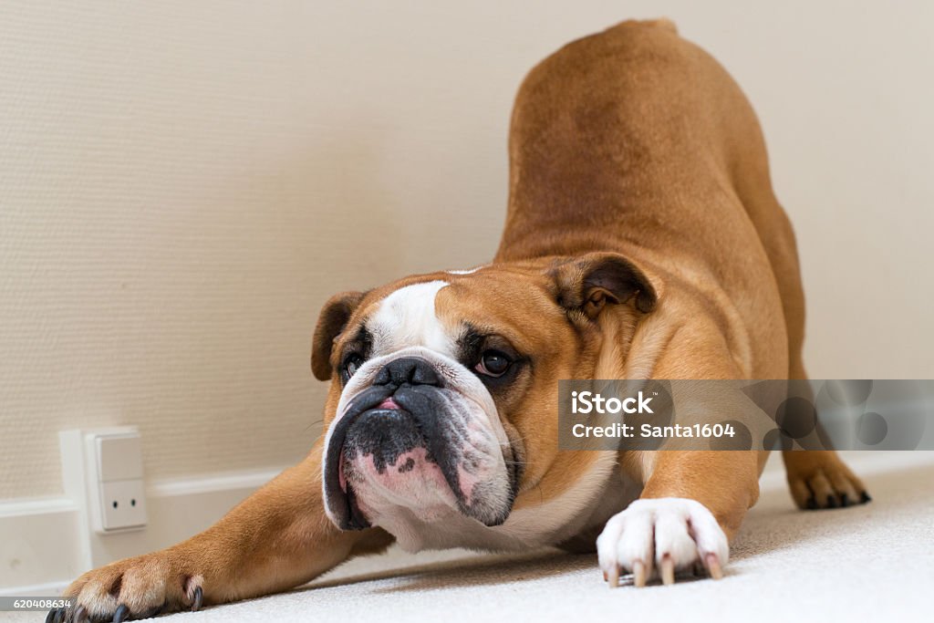 Stretching of English bulldog Stretching Stock Photo