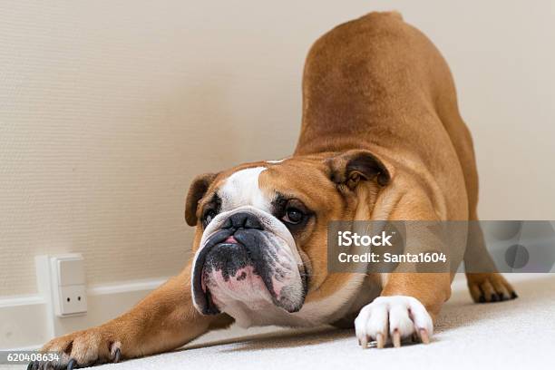 Stretching Of English Bulldog Stock Photo - Download Image Now - Stretching, Dog, Adult