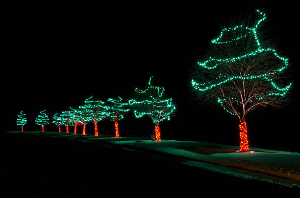A line of trees has been decorated in green and red for the Christmas holiday, and in the pitch black of night, they make an interesting sight.  There is plenty of copy space for your own message.