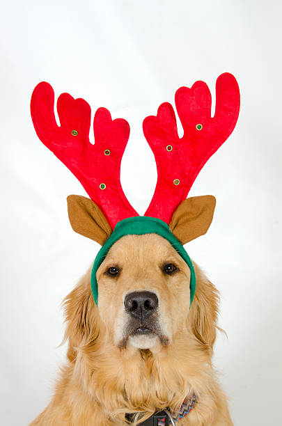 istock Golden Retriever in Reindeer Antlers 620409826