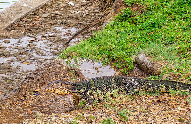 istock Asian giant water monitor 620410462