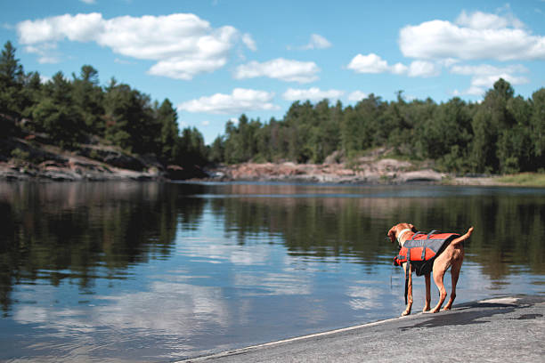Dog in Life Jacket Looking at Water stock photo