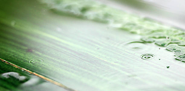 istock rain or waterdrops.season concept 620411448