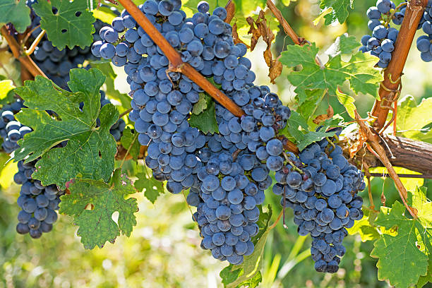 istock Organic Grapes in Fall. Ripe Grapes Hang From a Vine 620411470