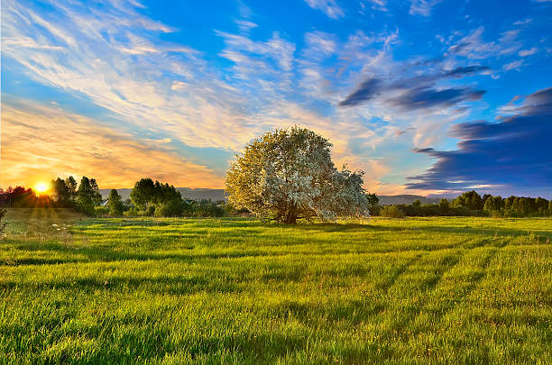 Spring landscape with blooming apple tree at sunset Spring landscape with blooming apple tree on the meadow at sunset. Stunning inspirational sunset image with glowing sun beams apple-tree-flowers stock pictures, royalty-free photos & images