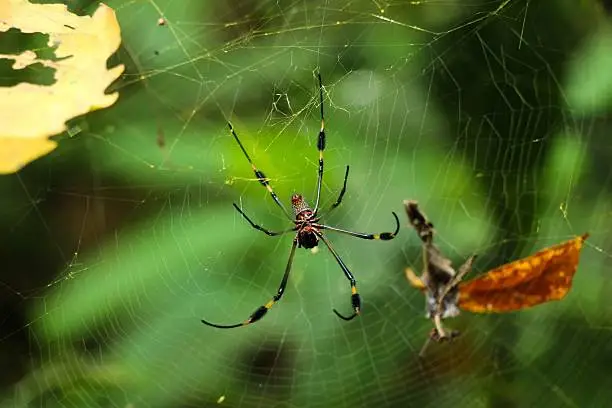 A big and colorful spider at Manuel Antonio National Park, Costa Rica