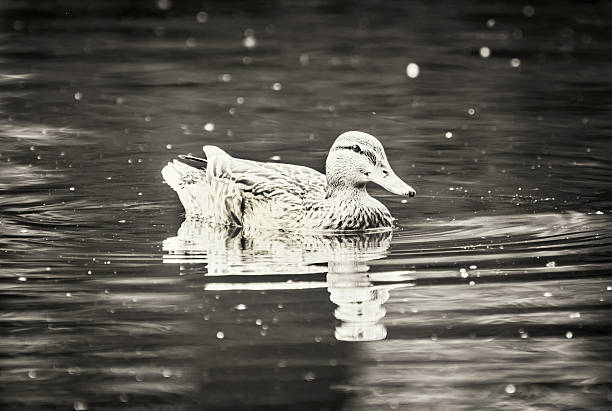 istock Mallard duck in the water, black and white 620411878