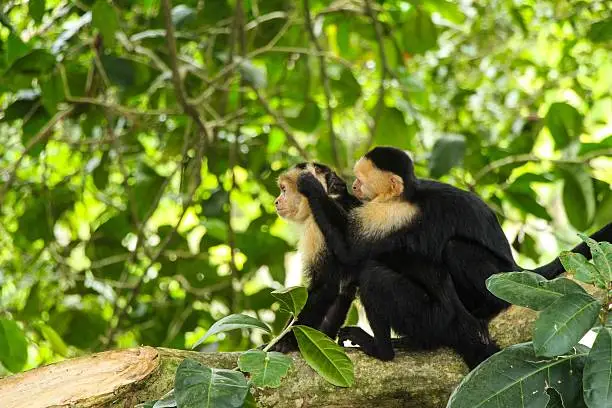 Two Monkeys at Manuel Antonio National Park, Costa Rica