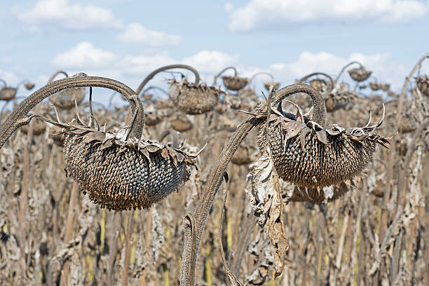 istock Withered Sunflowers in the Autumn Field Against Blue Sky 620412352