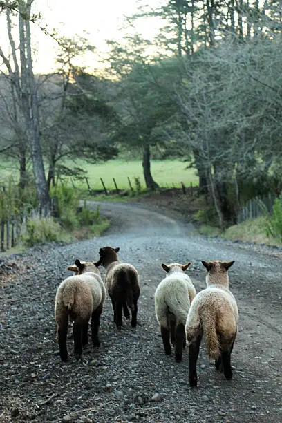 A group of Sheeps walking at the rural street al Conguillío National Park, Chile