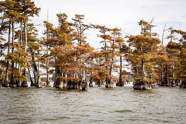 istock Cypress Trees on Reelfoot Lake 620696130