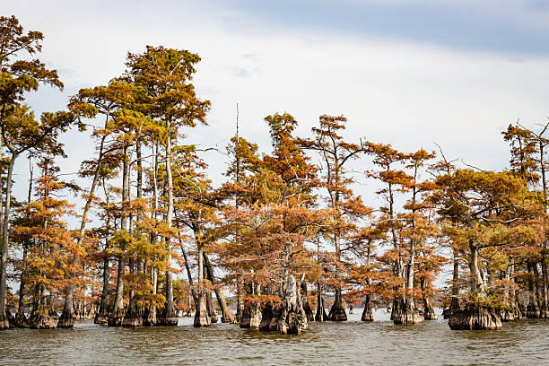istock Reelfoot Lake Cypress Trees 620696178