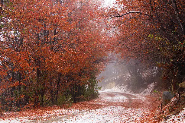 A beautiful autumn spot covered by snow at Cerro El Roble, Chile
