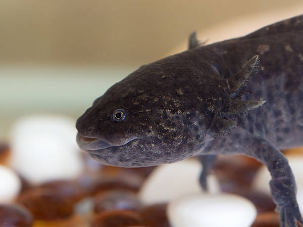 istock portrait of axolotl closeup 620696670