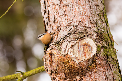 Eurasian Nuthatch - Sitta europaea on the autumn brench with big bllurred background