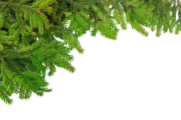 spruce branches for Christmas stock photo