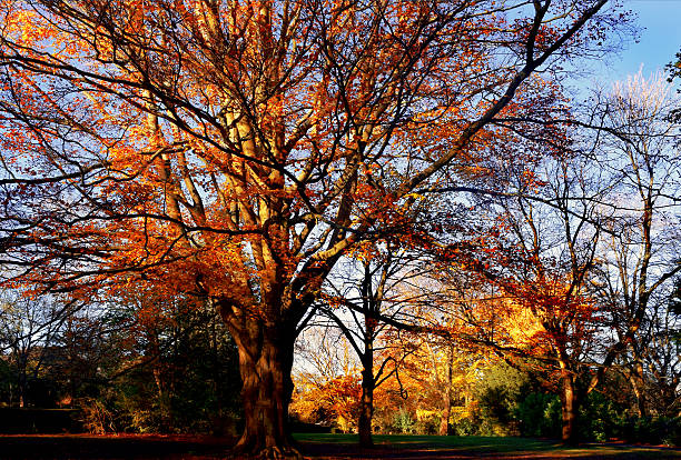 istock The Park in Autumn 620701188