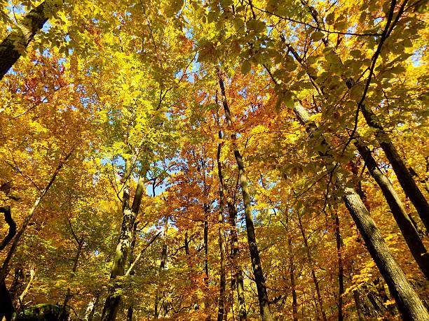 istock Colorful leaves on deciduous trees in deciduous forest during autum 620701628