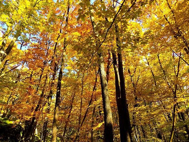 istock Colorful leaves on deciduous trees in deciduous forest during autum 620701638