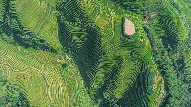 Top View of Longji Rice Terrace Top view or aerial shot of fresh green and yellow rice fields.Longsheng or Longji Rice Terrace in Ping An Village, Longsheng County, China. rice terrace stock pictures, royalty-free photos & images