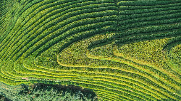 istock Top View of Longji Rice Terrace 620702070