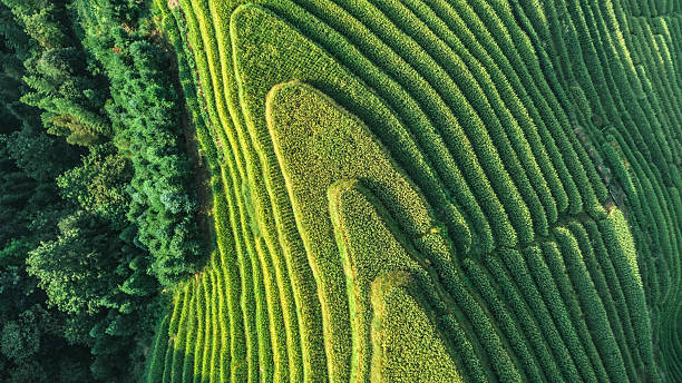 Top View of Longji Rice Terrace