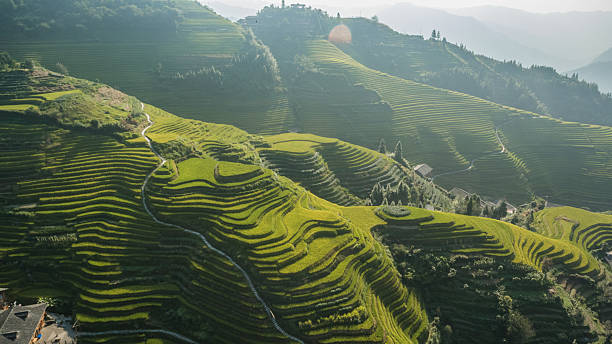 istock Top View of Longji Rice Terrace 620702188