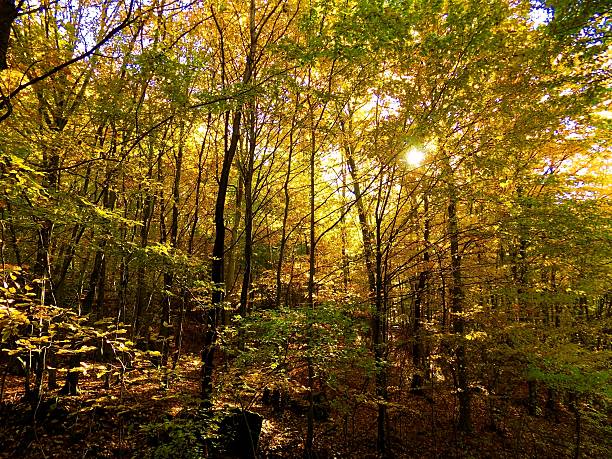 istock Colorful leaves on deciduous trees in deciduous forest during autum 620702238