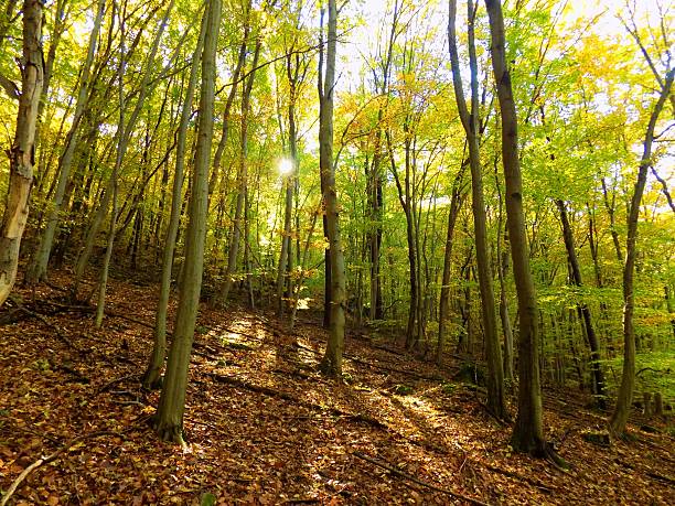 istock Colorful leaves on deciduous trees in deciduous forest during autum 620702270