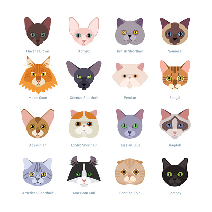 Vector illustration of  different cats breeds, including havana brown, sphynx, British Shorthair, Siamese, Maine Coon, Oriental, Persian, Bengal, Abyssinian, isolated on white.