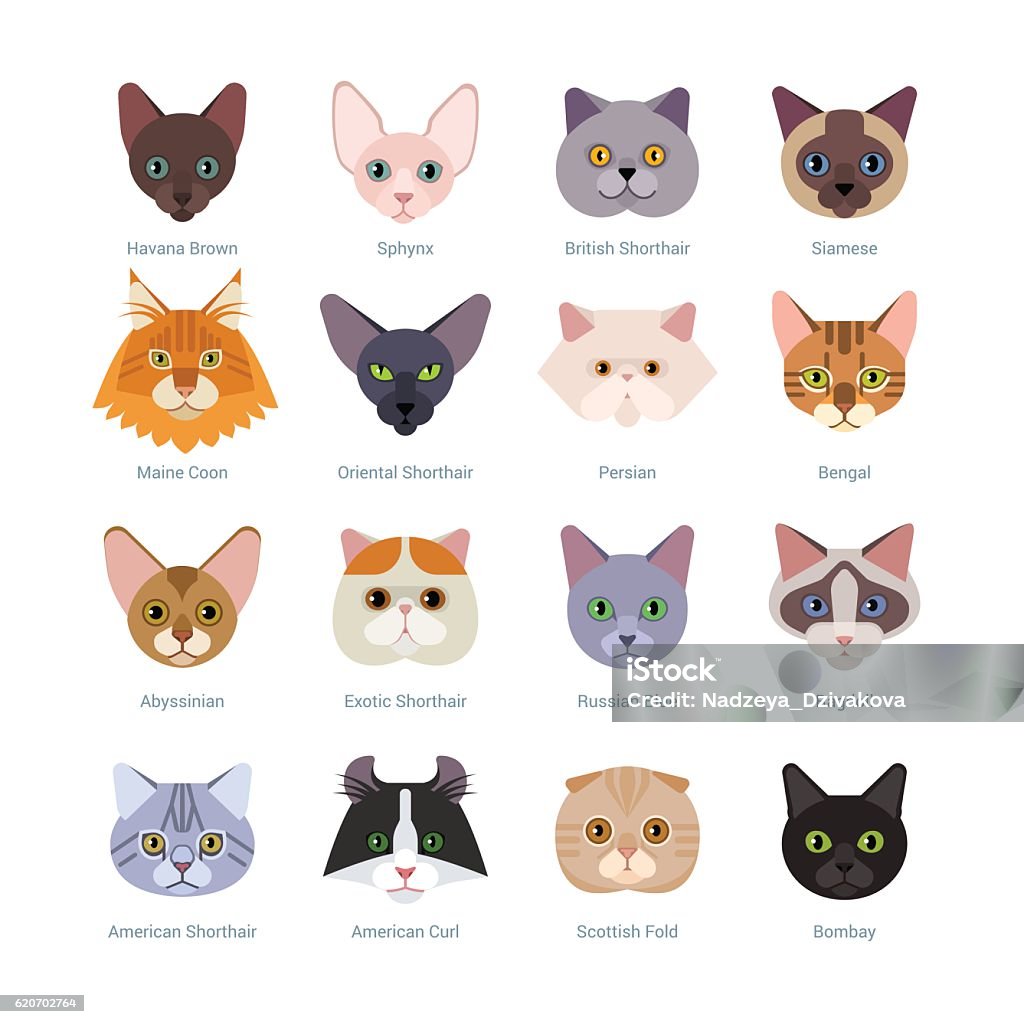 Cats faces collection Vector illustration of  different cats breeds, including havana brown, sphynx, British Shorthair, Siamese, Maine Coon, Oriental, Persian, Bengal, Abyssinian, isolated on white. Domestic Cat stock vector