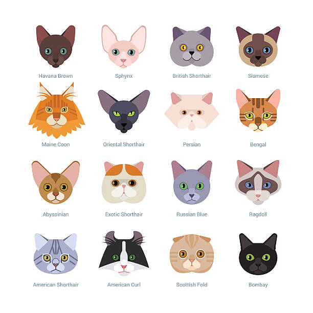 Cats faces collection Vector illustration of  different cats breeds, including havana brown, sphynx, British Shorthair, Siamese, Maine Coon, Oriental, Persian, Bengal, Abyssinian, isolated on white. purebred cat stock illustrations