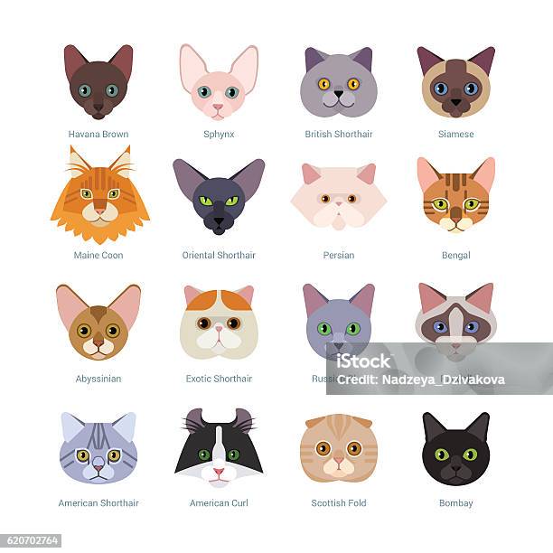 Cats Faces Collection Stock Illustration - Download Image Now - Domestic Cat, Animal Head, Purebred Cat