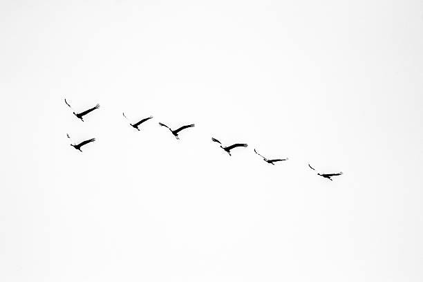 istock Flock of birds in the sky 620703050