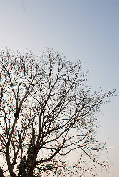 istock Leaves branch silhouette with vintage style 620704096