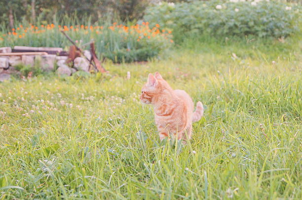 istock Young cat with ladybug on a green field 620705170