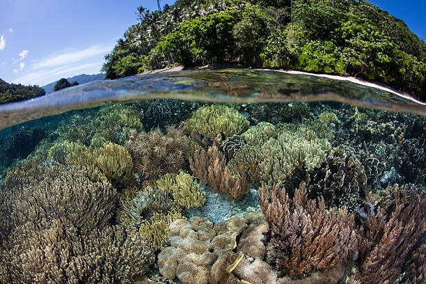 istock Shallow Reef and Island in Raja Ampat 620705420