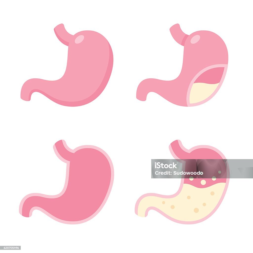 Stomach icon set Stomach icon set, cartoon vector illustration. Cross section digestion process, full and empty. Stomach stock vector