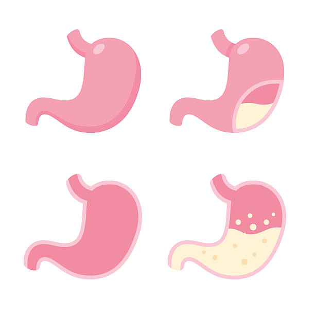 Stomach icon set vector art illustration