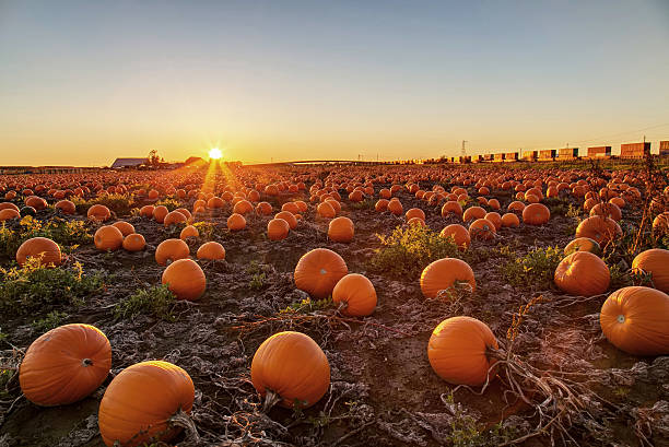 campo de calabazas al atardecer - pumpkin fotografías e imágenes de stock