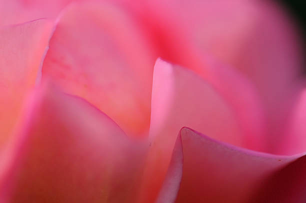 istock Close up of a pink rose 620709152