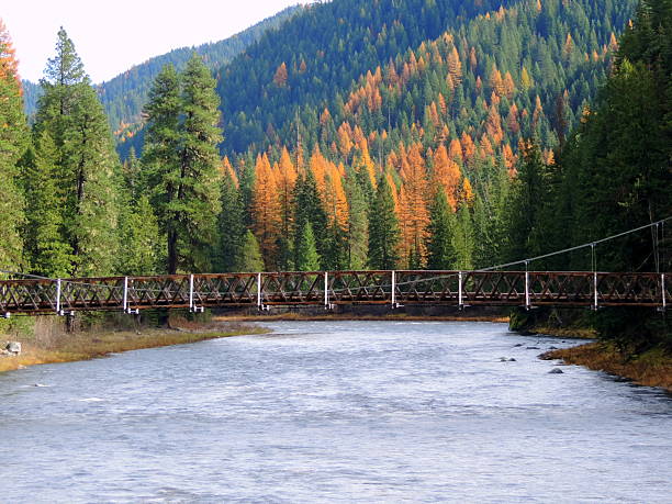 istock Tamaracks along Lochsa River in Idaho. 620709990