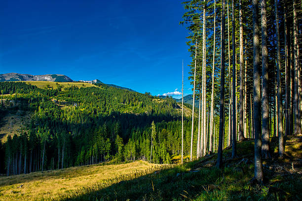 istock Alpine Landscape with Mountains and Forests in Austria 620711784