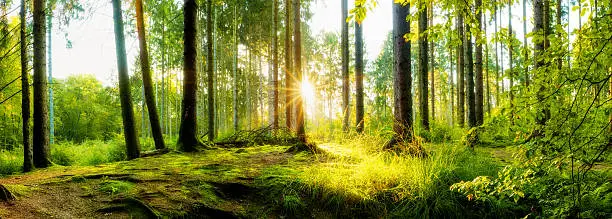 Forest panorama with sun